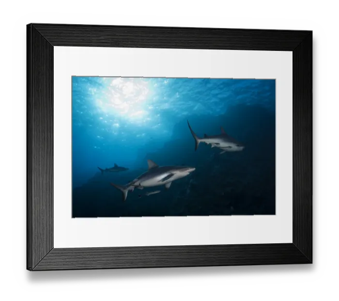 Framed Print : Grey Reef Sharks at Osprey Reef Framed Print : Grey Reef Sharks at Osprey Reef