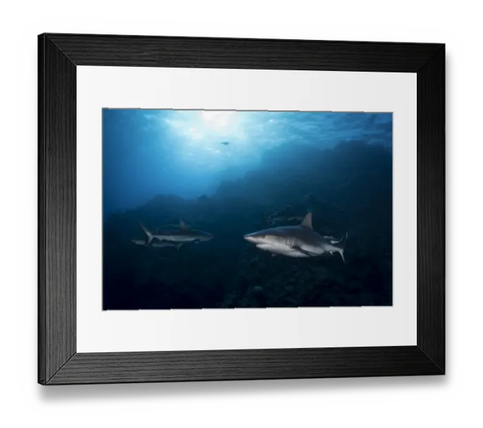 Framed Print : Grey Reef Sharks at Osprey Reef Framed Print : Grey Reef Sharks at Osprey Reef