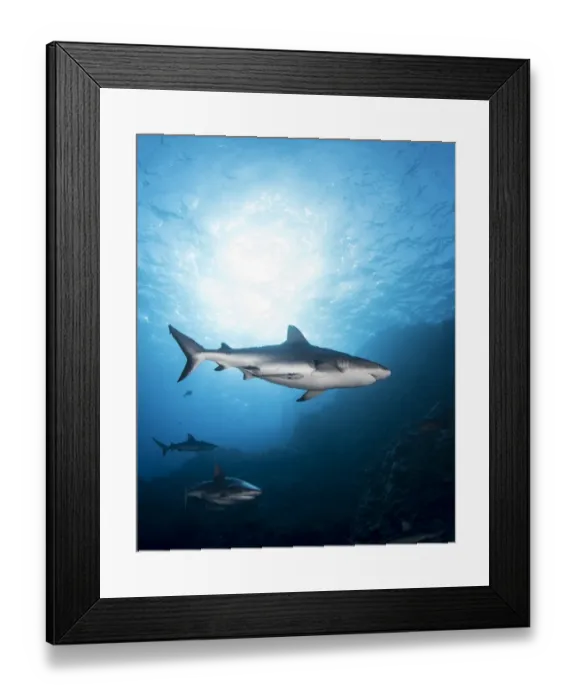 Framed Print : Grey Reef Sharks at Osprey Reef Framed Print : Grey Reef Sharks at Osprey Reef