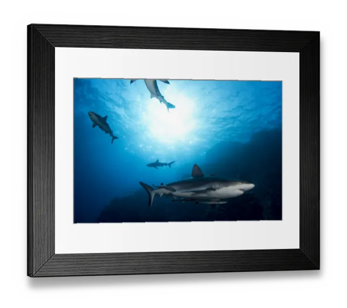 Framed Print : Grey Reef Sharks at Osprey Reef Framed Print : Grey Reef Sharks at Osprey Reef