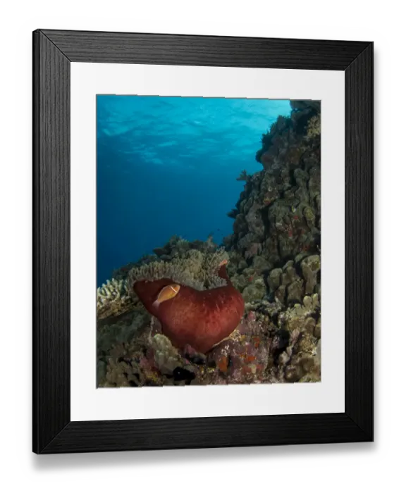 Framed Print : Great Barrier Reef