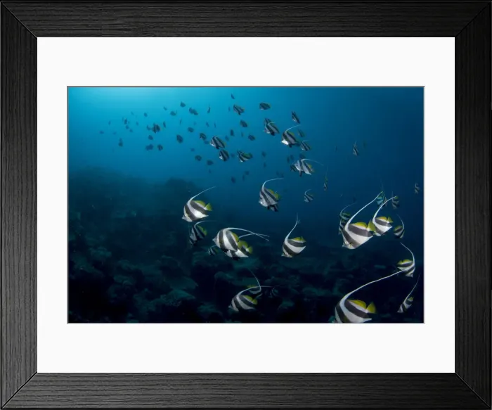 Framed Print : School of Banner Fish Framed Print : School of Banner Fish