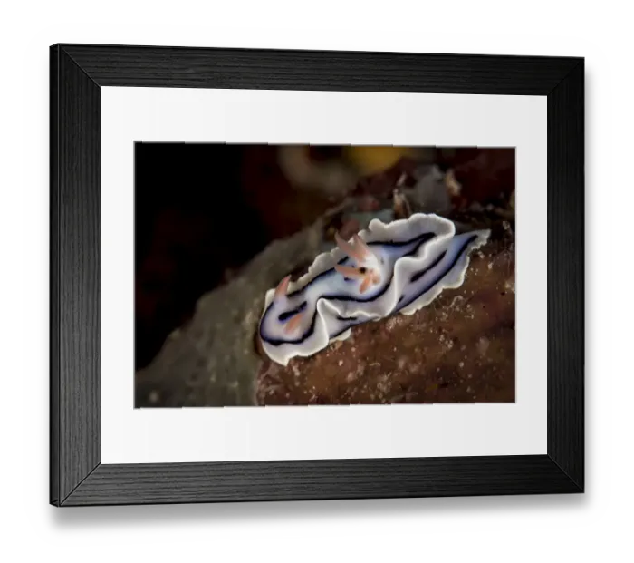 Framed Print : Chromodoris lochi Nudibranch Framed Print : Chromodoris lochi Nudibranch