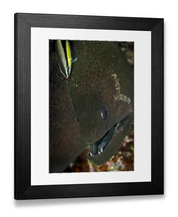 Framed Print : Green Moray Eel Being Cleaned Framed Print : Green Moray Eel Being Cleaned