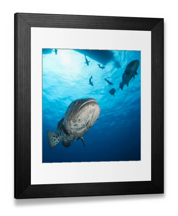 Framed Print : Potato Cod Framed Print : Potato Cod