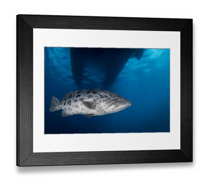 Framed Print : Potato Cod Framed Print : Potato Cod