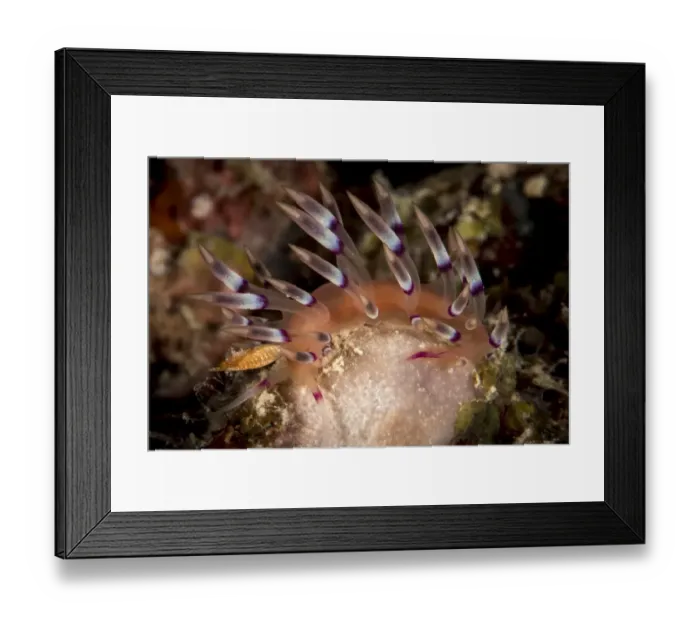 Framed Print : Flabellina exoptata Nudibranch Framed Print : Flabellina exoptata Nudibranch