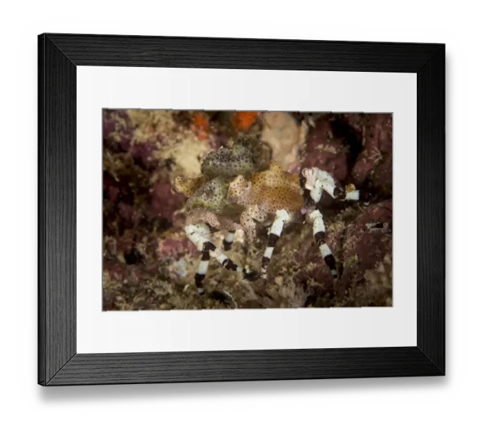 Framed Print : Decorator Crab Framed Print : Decorator Crab