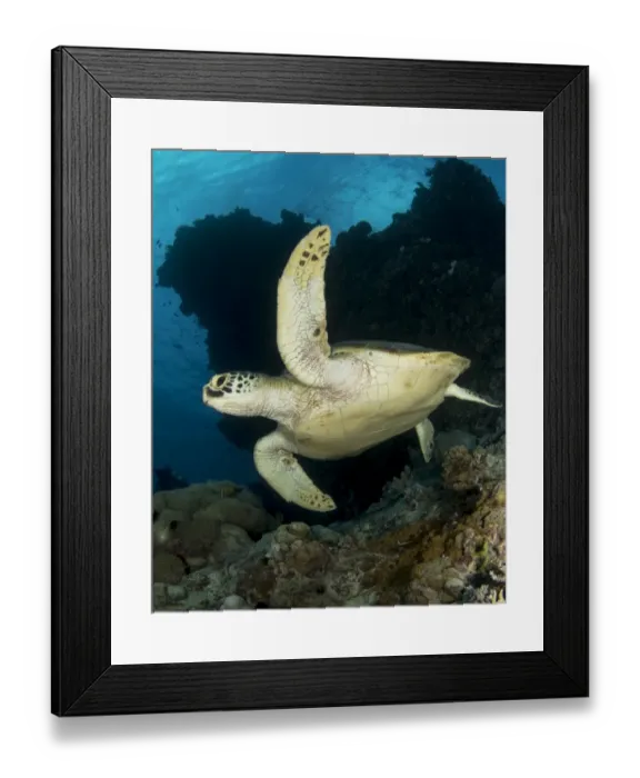 Framed Print : Green Sea Turlte Framed Print : Green Sea Turlte