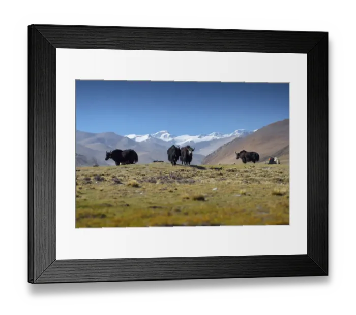 Framed Print : Yak with Tibet Landscape Scene Framed Print : Yak with Tibet Landscape Scene