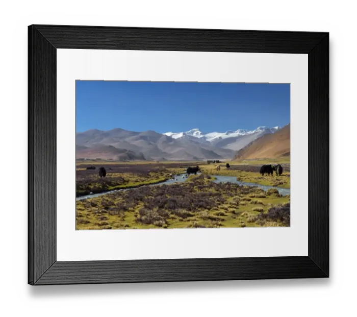 Framed Print : Yak with Tibet Landscape Scene Framed Print : Yak with Tibet Landscape Scene