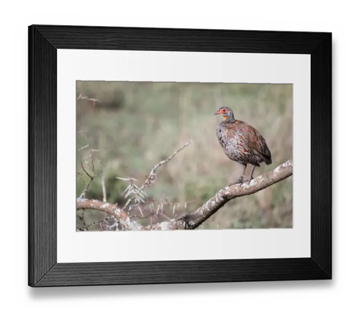 Framed Print : Grey-breasted spurfowl or grey-breasted francolin (Francolinus rufopictus) Framed Print : Grey-breasted spurfowl or grey-breasted francolin (Francolinus rufopictus)