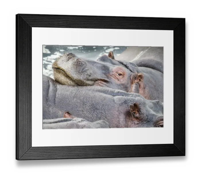 Framed Print : Hippopotamus (Hippopotamus amphibius) resting together on a pond Framed Print : Hippopotamus (Hippopotamus amphibius) resting together on a pond