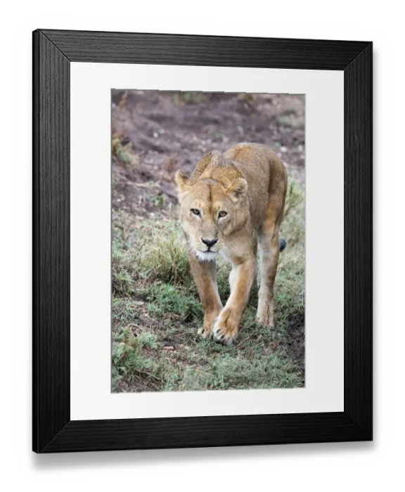 Framed Print : Lioness (Panthera leo) walking along road Framed Print : Lioness (Panthera leo) walking along road