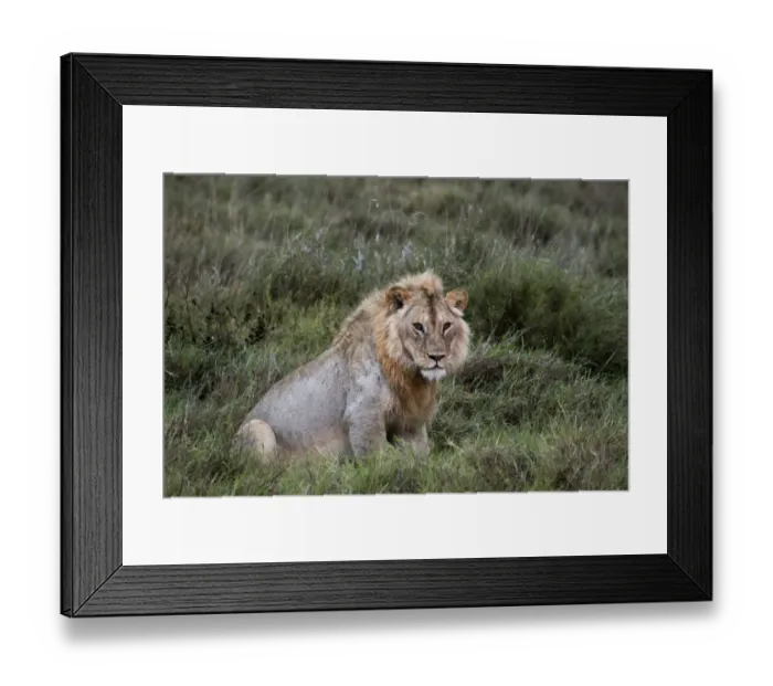 Framed Print : Portrait of a male lion