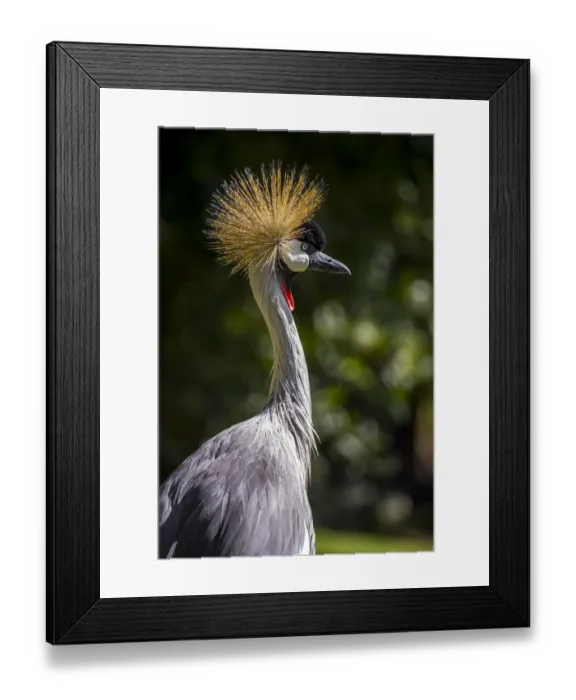 Framed Print : Grey crowned crane (Balearica regulorum gibbericeps) Framed Print : Grey crowned crane (Balearica regulorum gibbericeps)