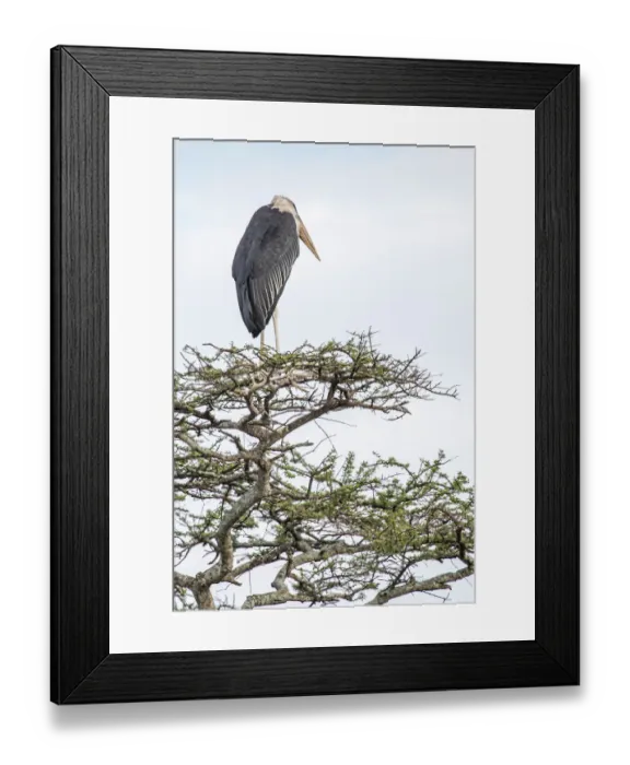 Framed Print : Marabou stork perched on an acacia tree Framed Print : Marabou stork perched on an acacia tree