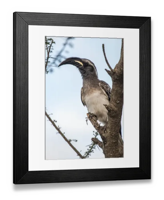 Framed Print : African gray hornbill (Tockus nasutus) Framed Print : African gray hornbill (Tockus nasutus)