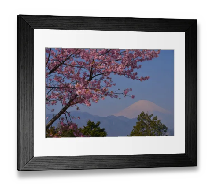 Framed Print : Mt Fuji and Cherry Blossom Framed Print : Mt Fuji and Cherry Blossom