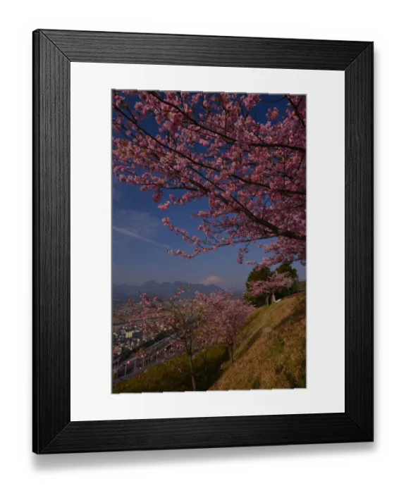 Framed Print : Mt Fuji and Cherry Blossom Framed Print : Mt Fuji and Cherry Blossom