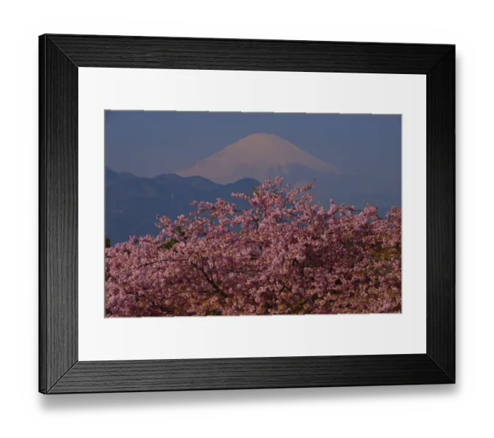 Framed Print : Mt Fuji and Cherry Blossom Framed Print : Mt Fuji and Cherry Blossom
