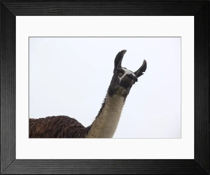 Framed Print : This a picture of a llama in the Machu Picchu ruins Framed Print : This a picture of a llama in the Machu Picchu ruins