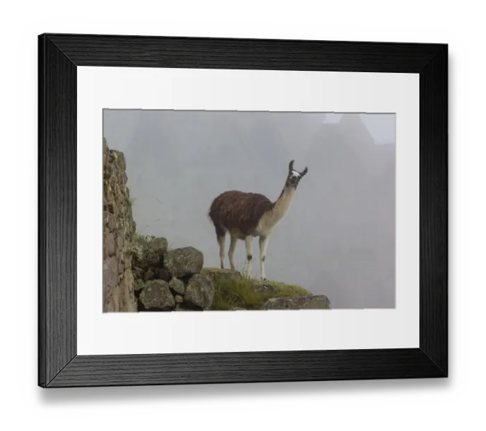 Framed Print : Llama in Archaeological ruins of Machu Picchu Framed Print : Llama in Archaeological ruins of Machu Picchu