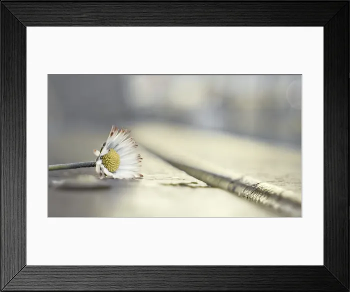 Framed Print : Winter Gold Of Little Daisy Flower. Still Life Framed Print : Winter Gold Of Little Daisy Flower. Still Life