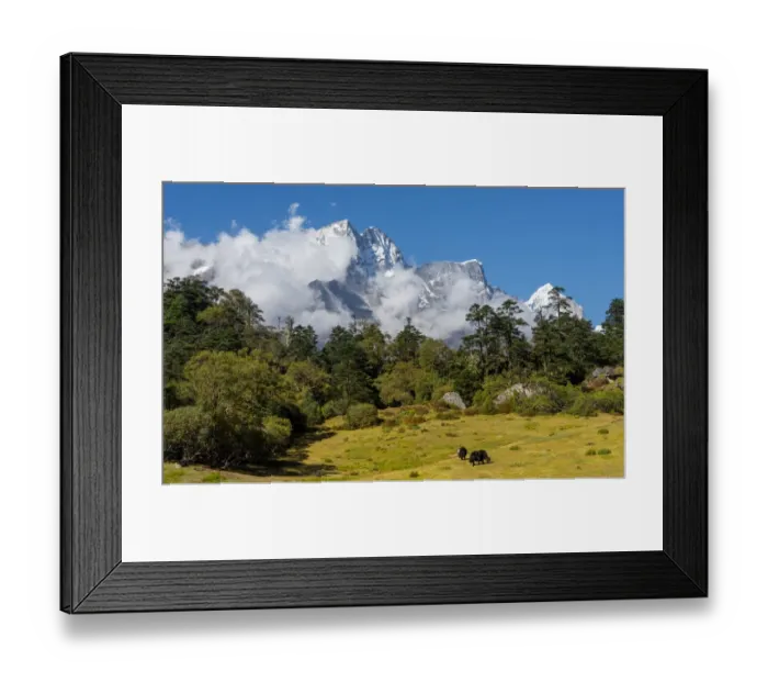 Framed Print : Kongde mountain peak and black yaks, Everest region Framed Print : Kongde mountain peak and black yaks, Everest region