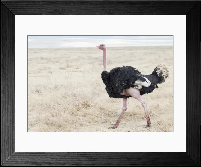 Framed Print : Ostrich in in Ngorogoro Crater Framed Print : Ostrich in in Ngorogoro Crater