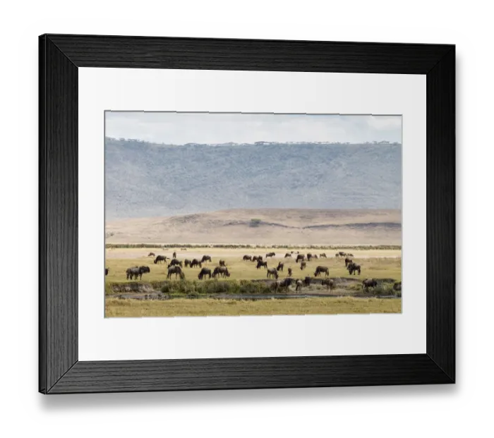 Framed Print : Group of wildebeest grazing on the Ngorongoro Crater Framed Print : Group of wildebeest grazing on the Ngorongoro Crater