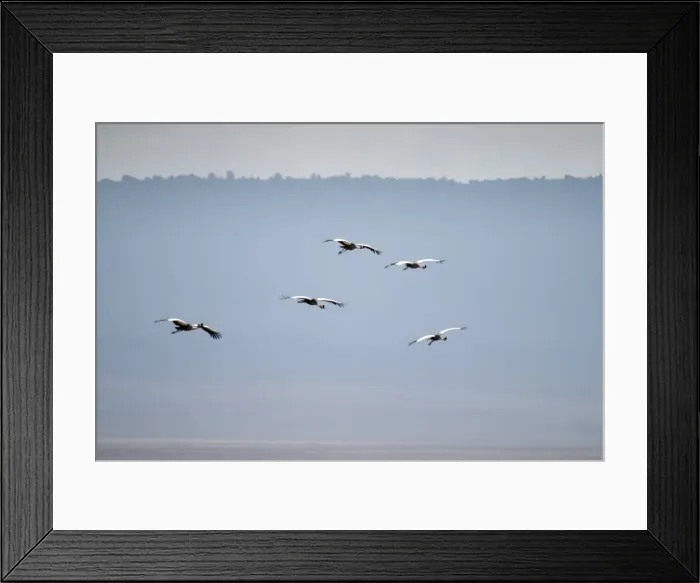 Framed Print : Grey crowned crane landing in Ngorogoro Crater Framed Print : Grey crowned crane landing in Ngorogoro Crater
