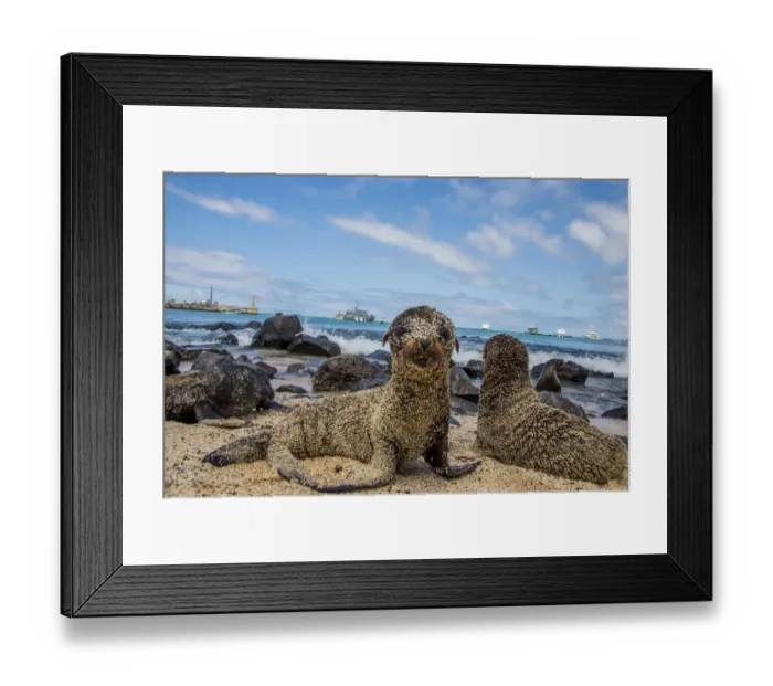 Framed Print : Galapagos Sea Lion