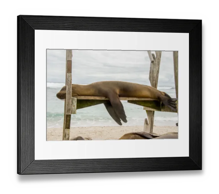 Framed Print : Galapagos Sea Lion Framed Print : Galapagos Sea Lion