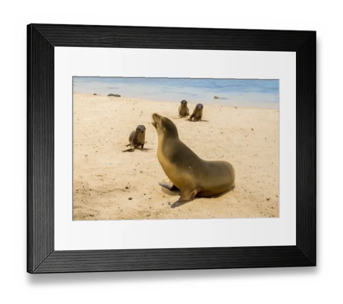 Framed Print : Galapagos Sea Lion Framed Print : Galapagos Sea Lion