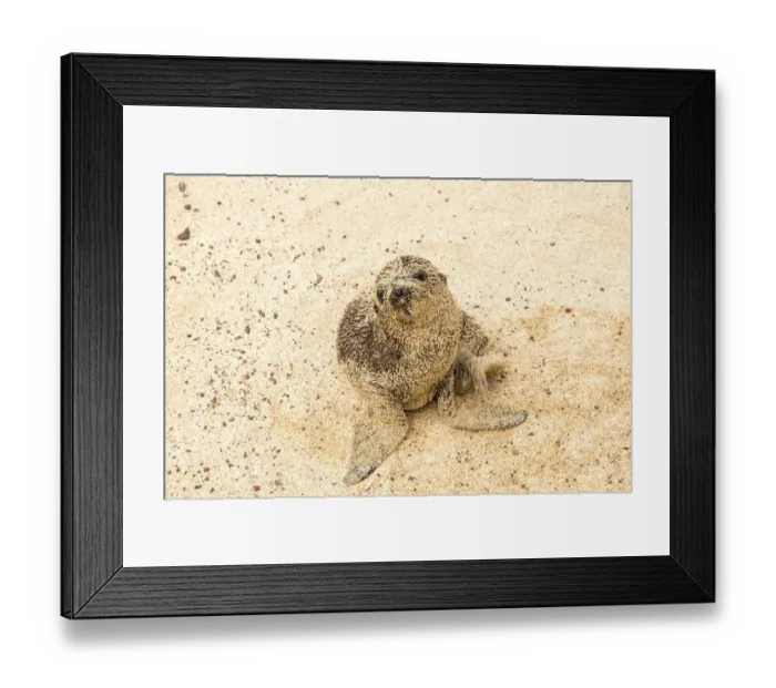 Framed Print : Galapagos Sea Lion