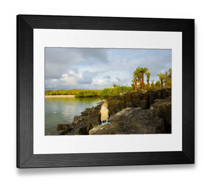 Framed Print : Blue footed booby