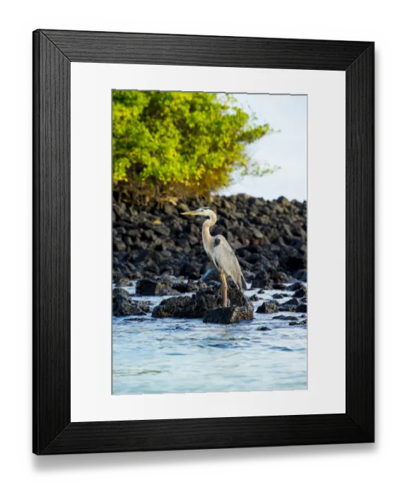 Framed Print : Egret at Tortuga bay Framed Print : Egret at Tortuga bay