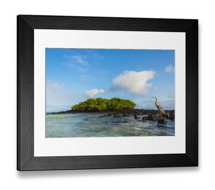 Framed Print : Egret at Tortuga bay
