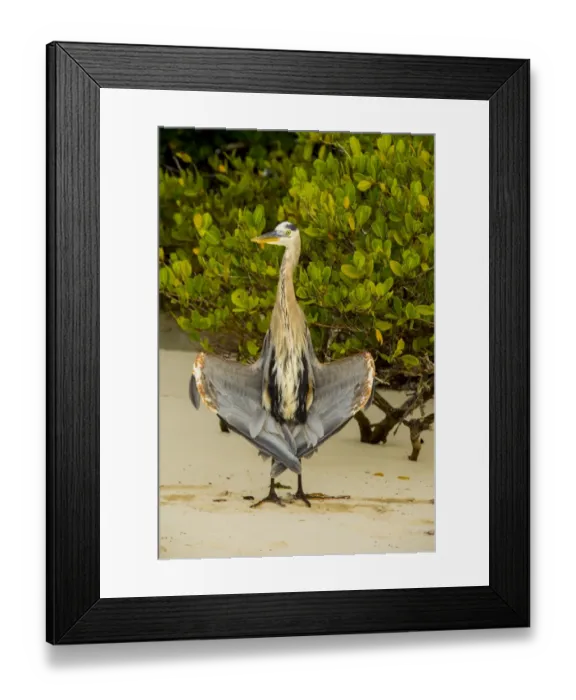 Framed Print : Egret at Tortuga bay Framed Print : Egret at Tortuga bay