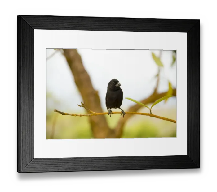 Framed Print : Galapagos finch bird Framed Print : Galapagos finch bird