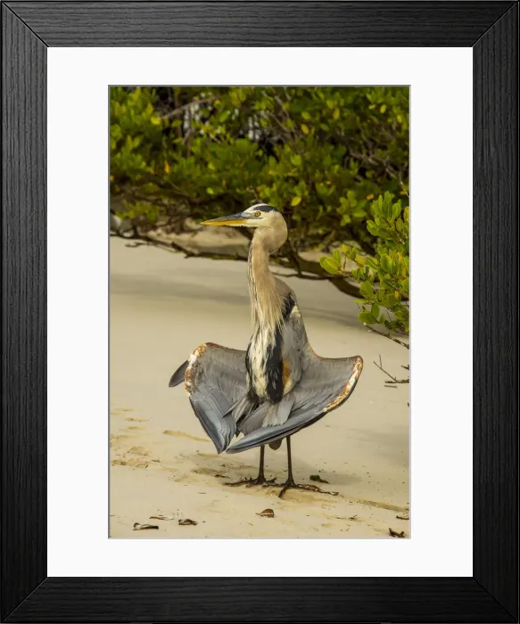 Framed Print : Egret at Tortuga bay Framed Print : Egret at Tortuga bay