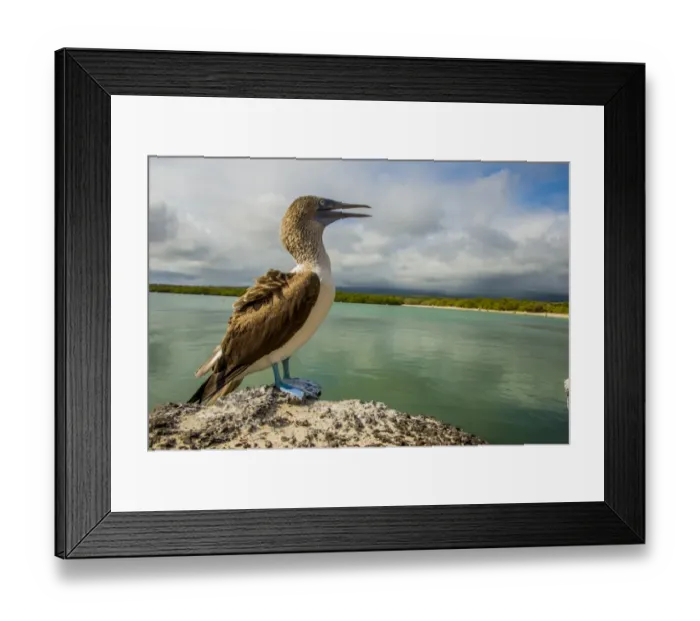Framed Print : Blue footed booby