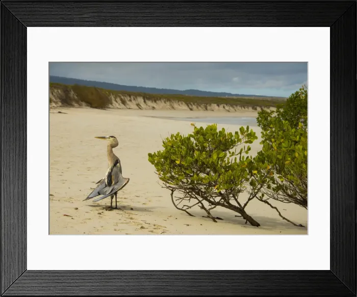 Framed Print : Egret at Tortuga bay Framed Print : Egret at Tortuga bay
