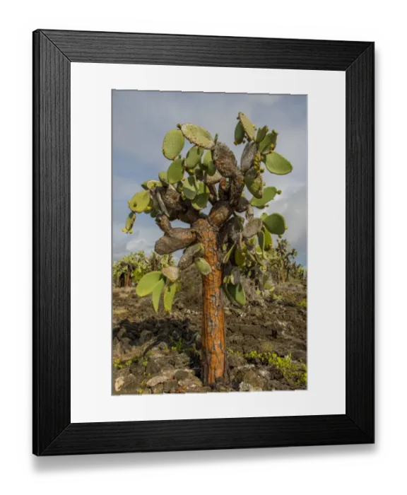 Framed Print : Giant cactus at Galapagos Framed Print : Giant cactus at Galapagos