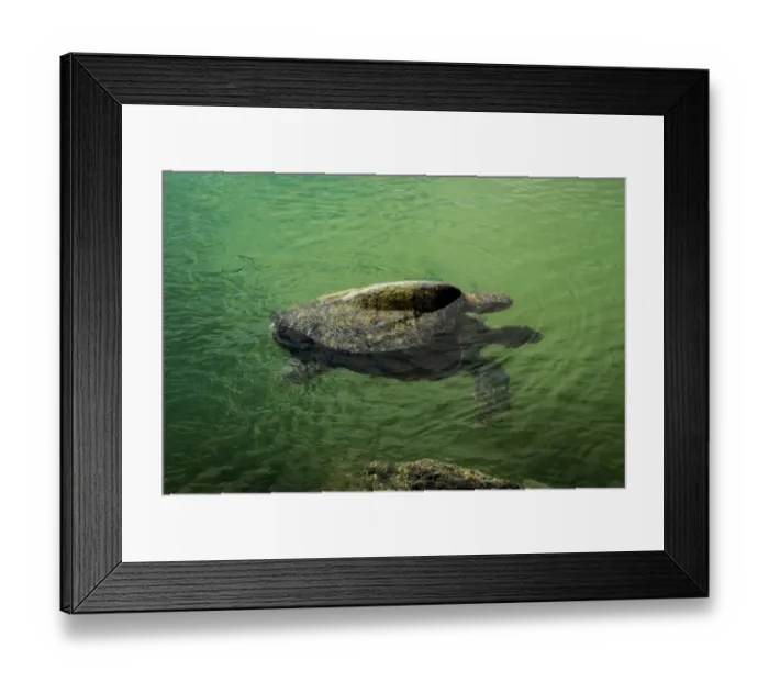 Framed Print : Turtles at tortuga bay Framed Print : Turtles at tortuga bay