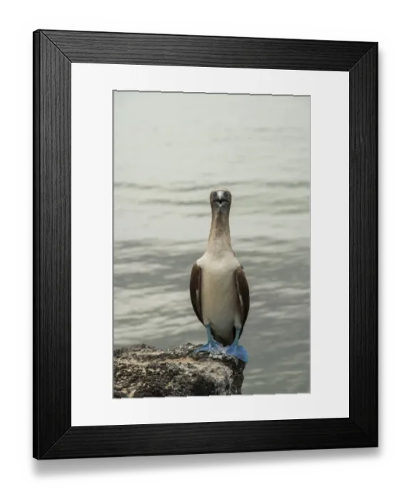 Framed Print : Blue footed booby