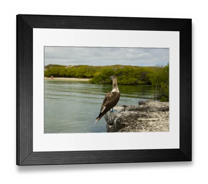 Framed Print : Blue footed booby Framed Print : Blue footed booby