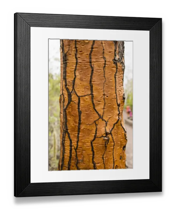 Framed Print : Giant cactus at Galapagos Framed Print : Giant cactus at Galapagos