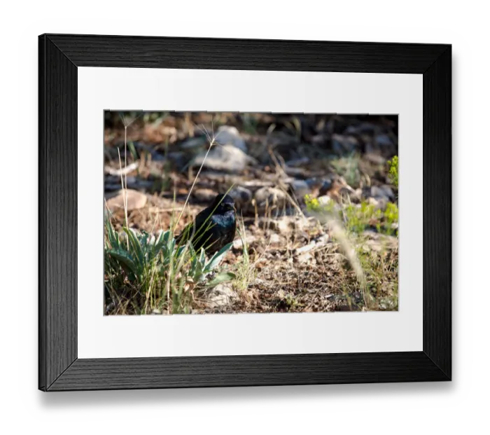 Framed Print : Canyon Raven